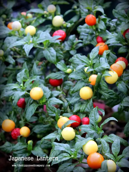 Japanese Lantern Chilli
