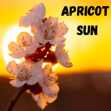 Apricot Sun