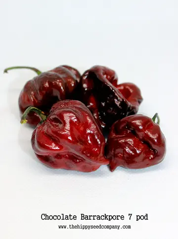 Chocolate Barrackpore