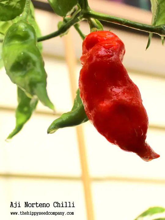 Aji Norteno Chilli