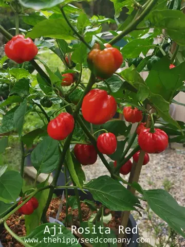 Aji Rosita Red