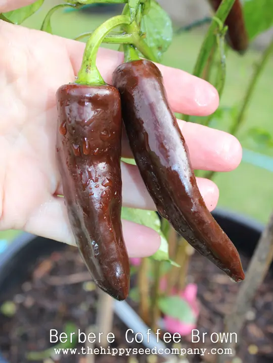 Berbere Coffee Brown
