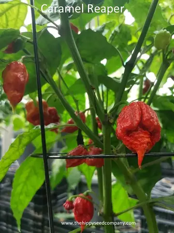 Caramel Reaper