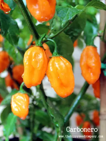 Carbonero