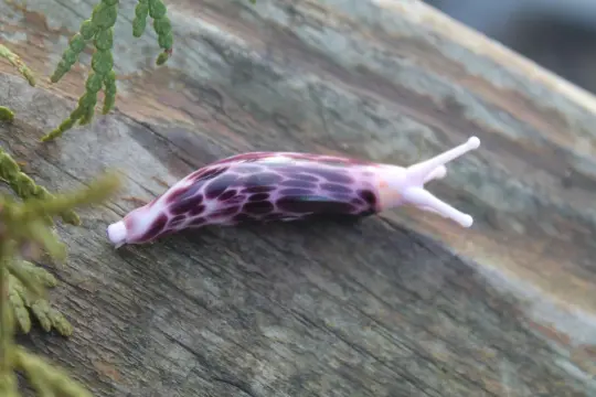 Unique Purple Spotted Glass Slug – Lampwork Miniature, 1.2 Inches