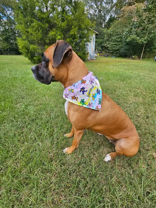 Grateful Dead Dog Bandanna