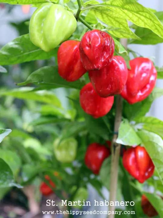 St. Martins Habanero