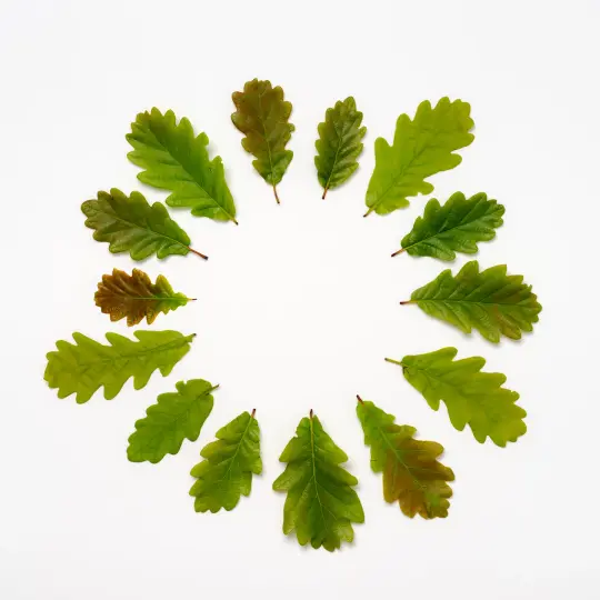 BEUYS' ACORNS (Spring Leaves 14)