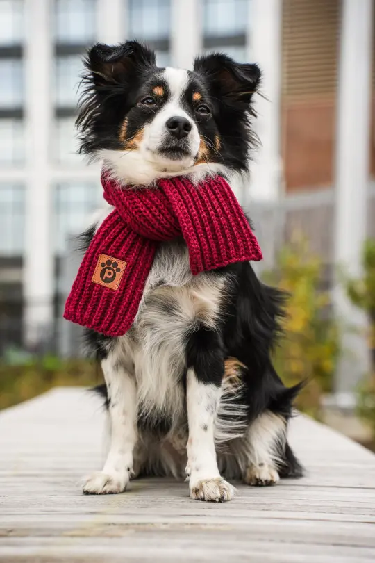 Shades of Winter - Cabernet Red - Pet Scarf