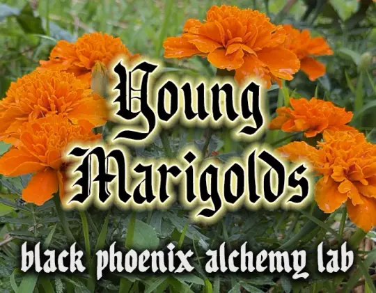 Young Marigolds Perfume Oil