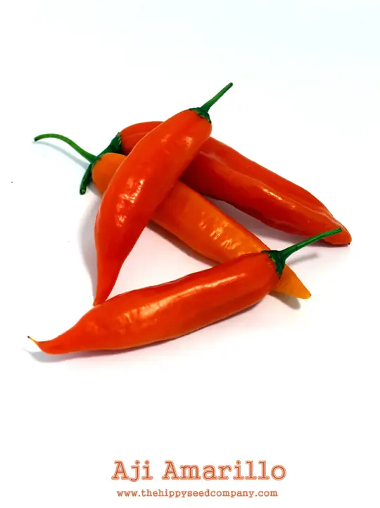 Aji Amarillo