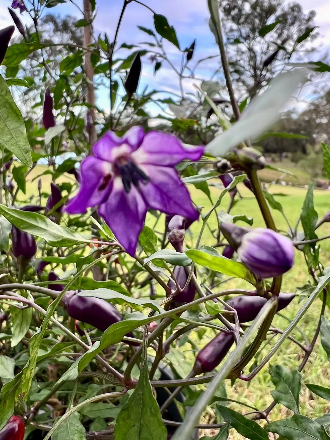 purple haze beautiful ornamental purple colour chilli, annuum variety, mild heat