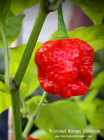 Trinidad Moruga Scorpion