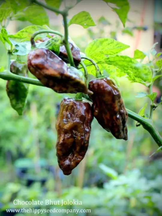 Chocolate Bhut Jolokia