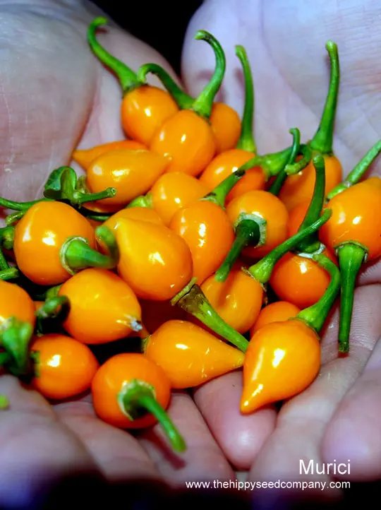 Murici Chilli
