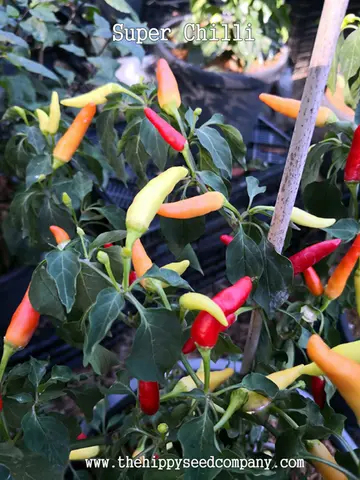 Super Chilli
