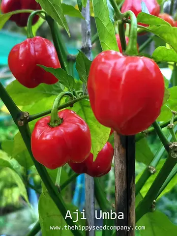 Aji Umba