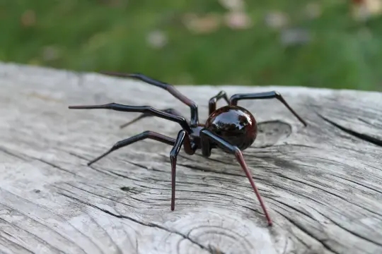 Dark Brown Glass Spider Figurine With Realistic Body Detail