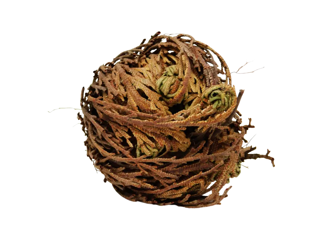 Rose of Jericho