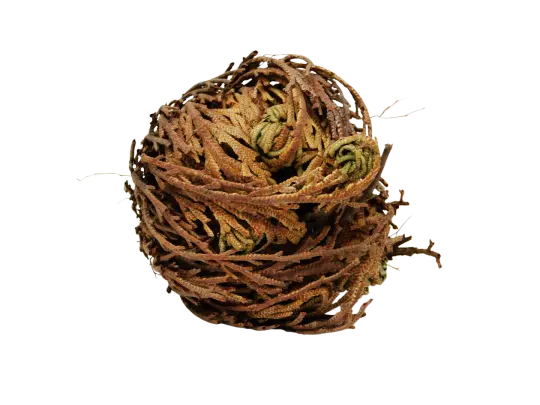 Rose of Jericho