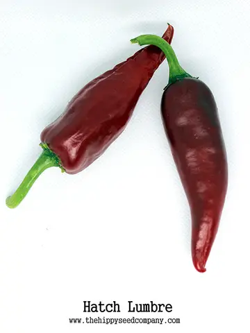 Hatch Lumbre Chilli