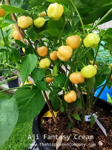 Aji Fantasy Cream
