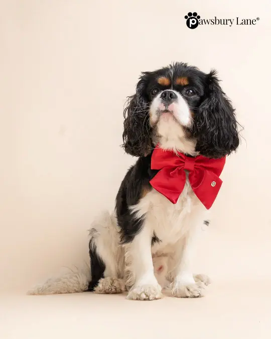 The Satin Collection - Dog Bow - Holly Red