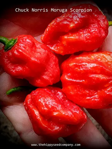 Chuck Norris Moruga Scorpion