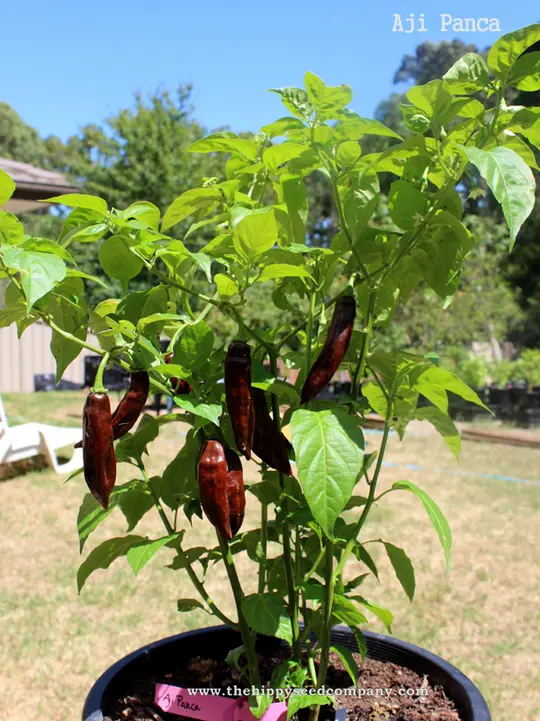 Aji Panca