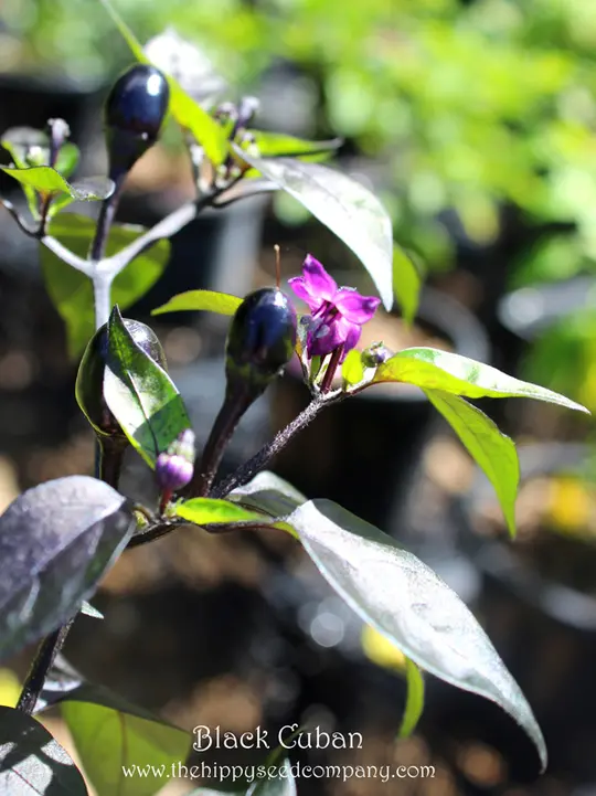 Black Cuban Pepper