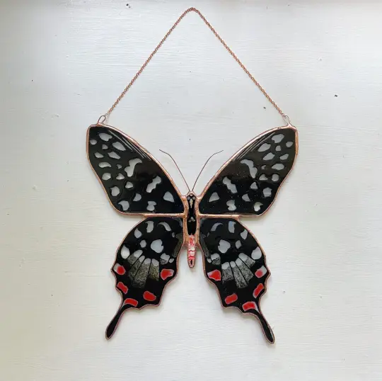 Madagascar Giant Swallowtail Butterfly