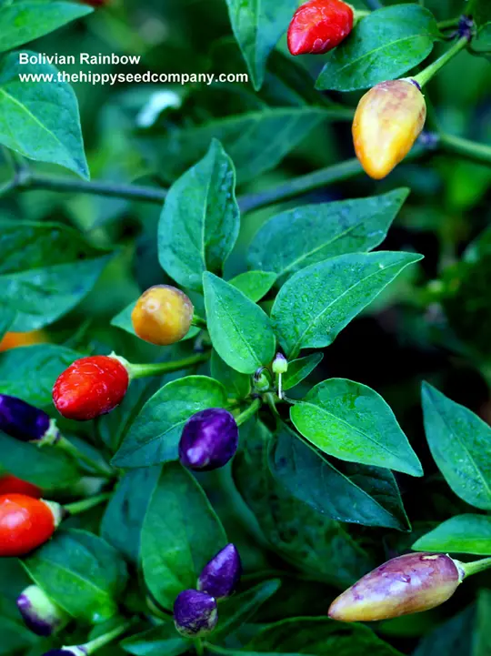 Bolivian Rainbow Chilli