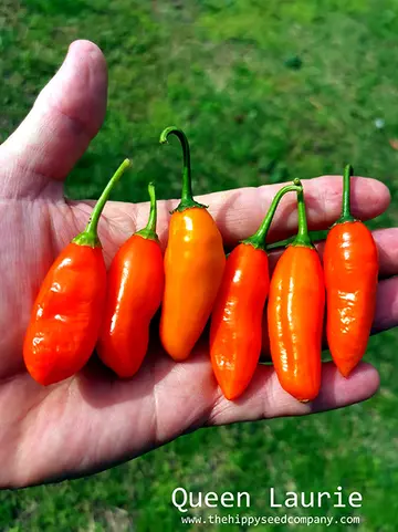 Queen Laurie Chilli