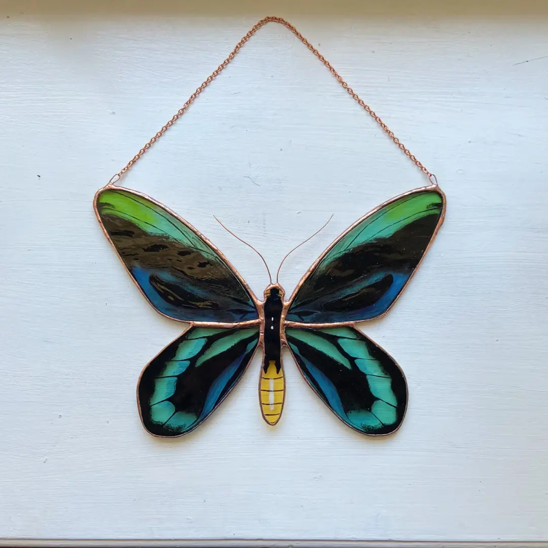 Queen Alexandra's Birdwing Butterfly