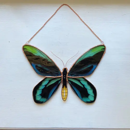 Queen Alexandra's Birdwing Butterfly