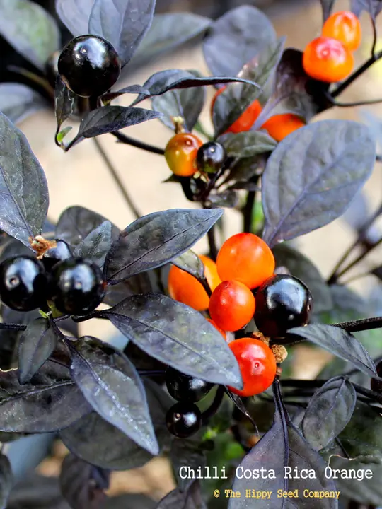 Chilli Costa Rica Orange