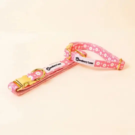 Daisy Blush - Pet Collar