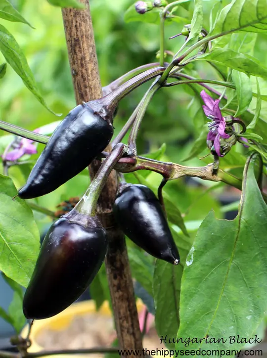 Hungarian Black Chilli