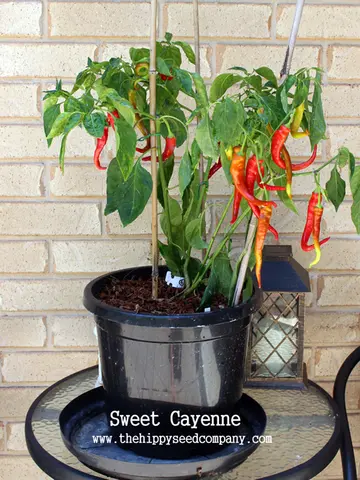 Sweet Cayenne Pepper