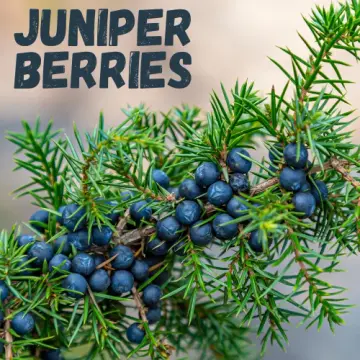 Juniper Berries