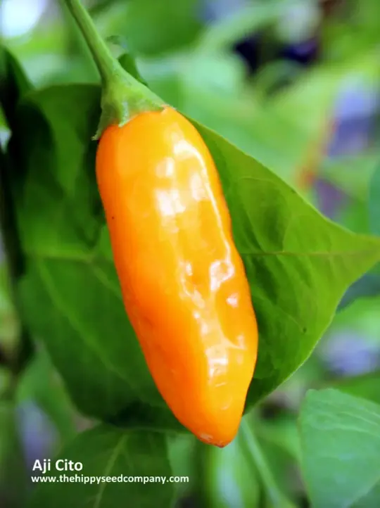 Aji Cito Chilli - The Hippy Seed Company