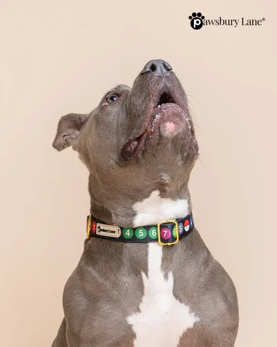 NYC Subway Series - Pet Collar