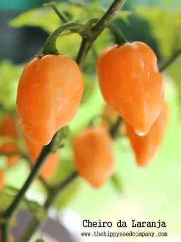 Cheiro da Laranja