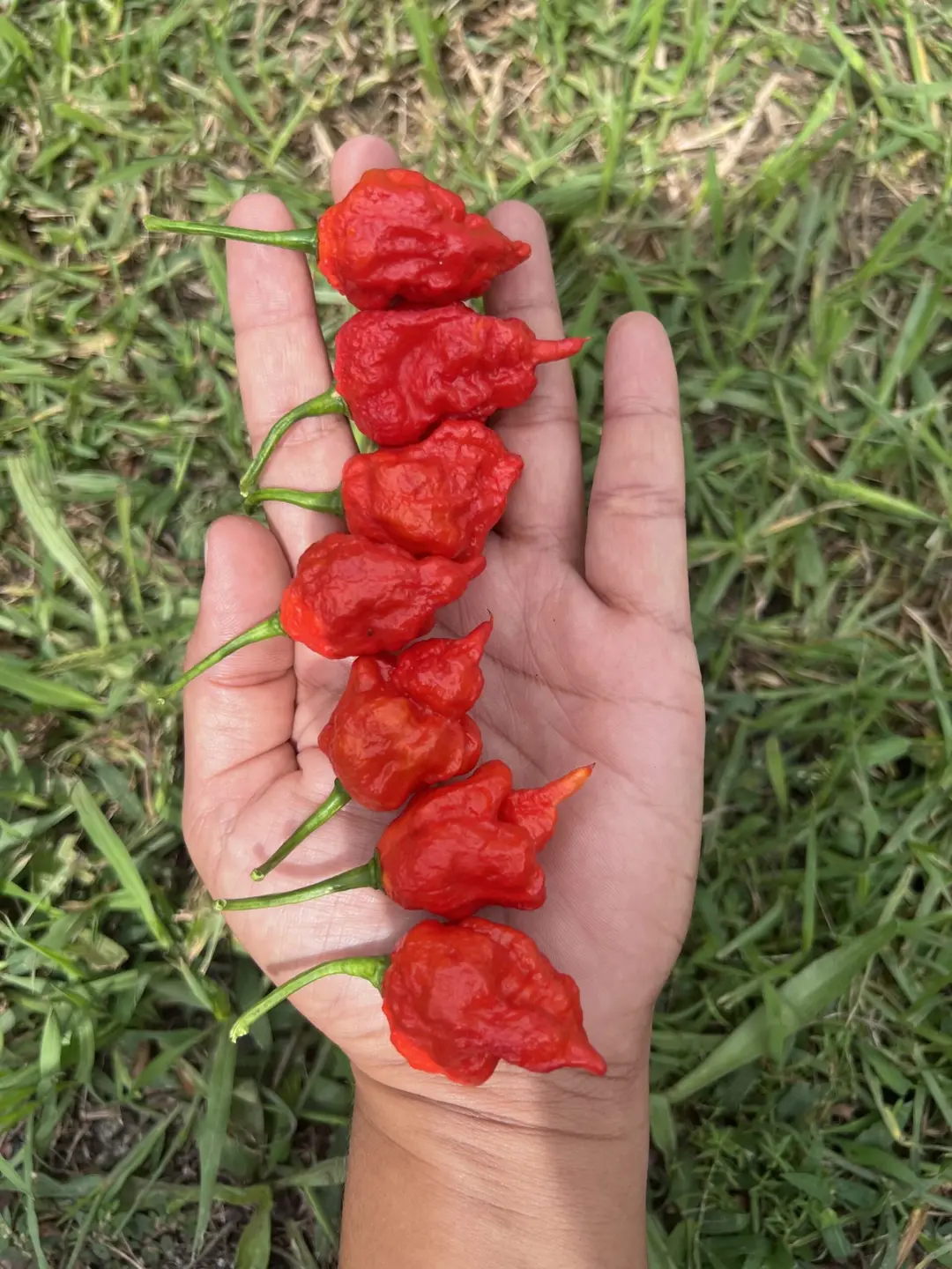 Hurt Berry Red Pepper