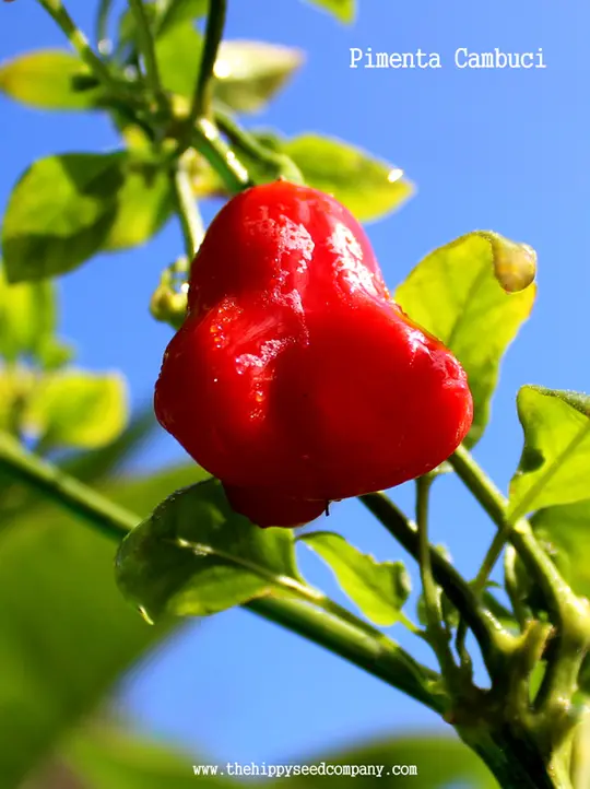 Pimenta Cambuci