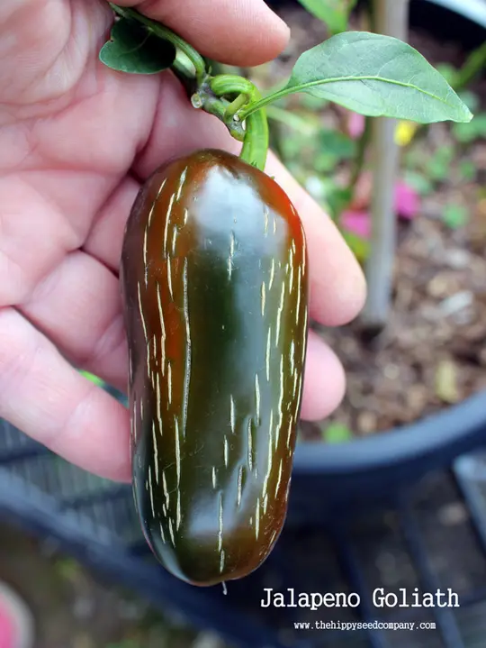 Jalapeno Goliath