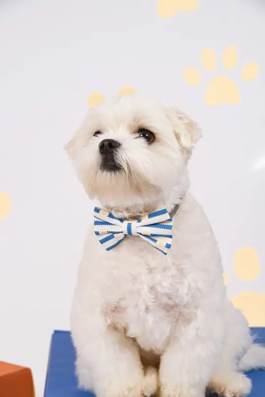 Pet Bow-Tie - Paw Stripes