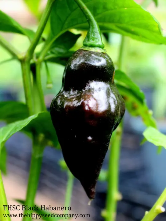 THSC Black Habanero