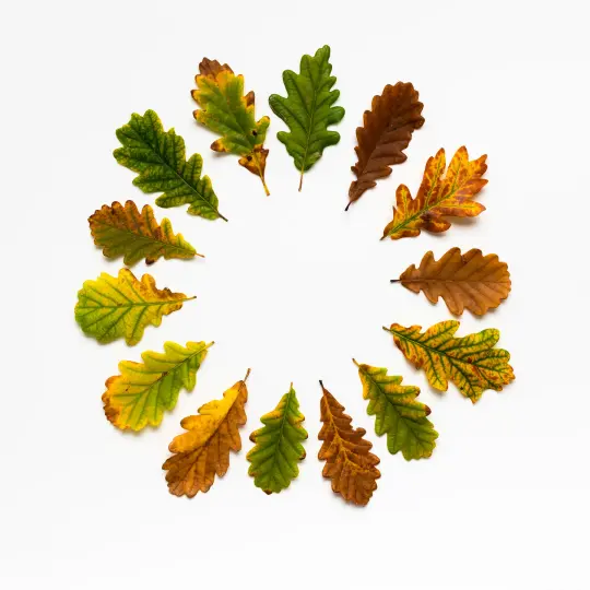 BEUYS' ACORNS (Autumn Leaves 14)