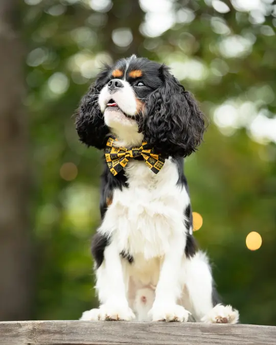 NYC Big Yellow Taxi - Penne Bow Tie